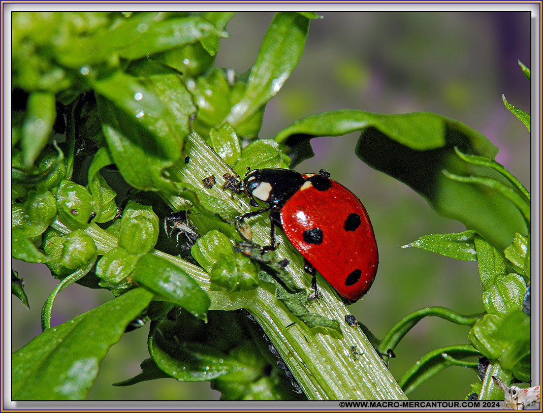 Coccinelle